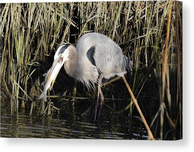 Heron Canvas Print featuring the photograph Great blue heron fishing by Bill Hosford