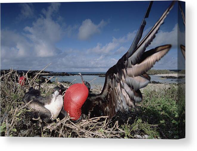 00141693 Canvas Print featuring the photograph Great Frigatebirds Courting by Tui De Roy