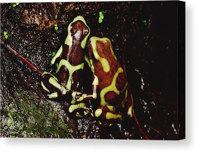 Mp Canvas Print featuring the photograph Green And Black Poison Dart Frog by Mark Moffett