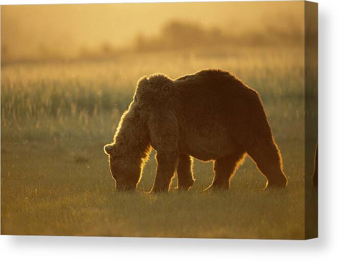 00761049 Canvas Print featuring the photograph Grizzly Bear Foraging At Sunset Katmai by Suzi Eszterhas