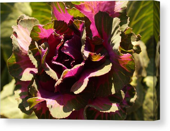 Flowers Canvas Print featuring the photograph Harvest by Margaret Steinmeyer