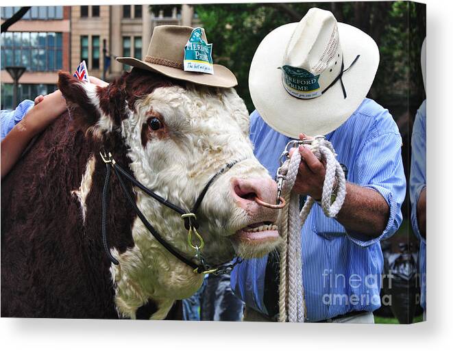 Hereford Bull In Hyde Park Canvas Print featuring the photograph Hereford Bull with Akubra Hat in Hyde Park by Kaye Menner