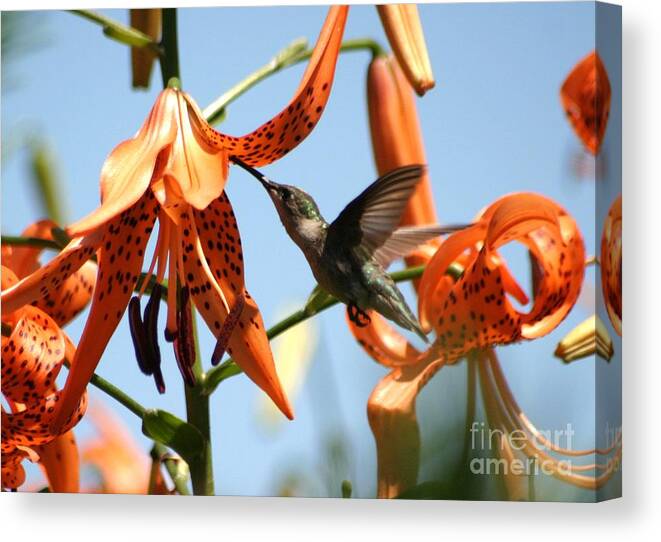 Birds Canvas Print featuring the photograph Hummingbird Days by Living Color Photography Lorraine Lynch