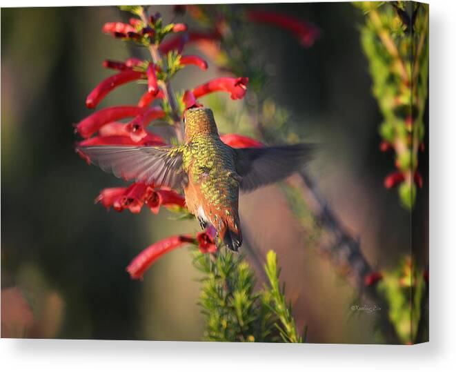 Hummingbirds Canvas Print featuring the photograph Hummingbird in Flight 1 by Xueling Zou