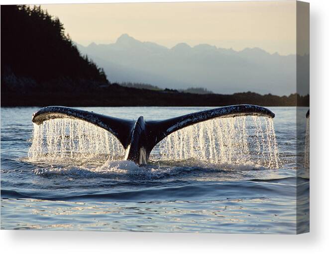 Mp Canvas Print featuring the photograph Humpback Whale Megaptera Novaeangliae by Matthias Breiter