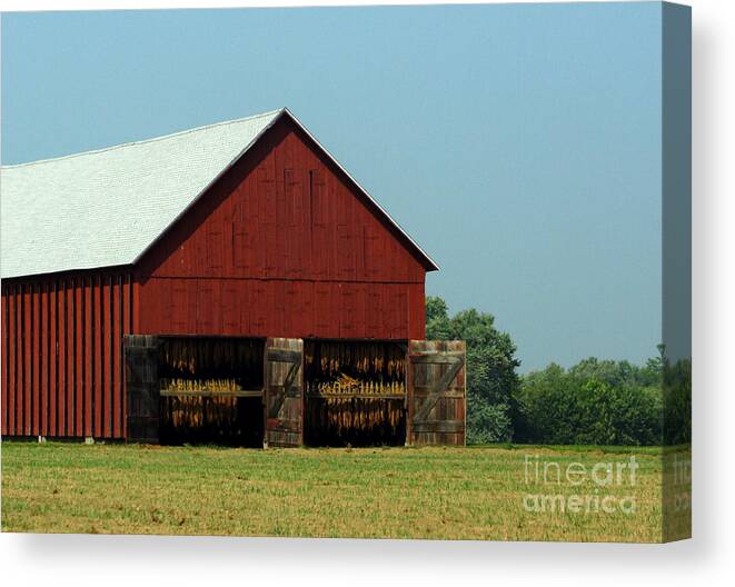 Working Tobacco Farm Canvas Print featuring the photograph Hung to Dry by B Rossitto