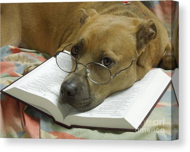 Pit Canvas Print featuring the photograph I Read My Bible Every Day by Renee Trenholm