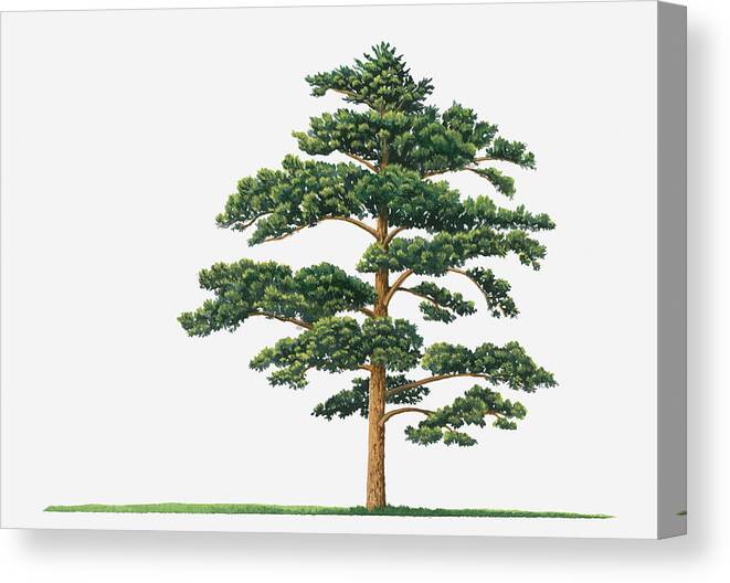 Horizontal Canvas Print featuring the digital art Illustration Showing Shape Of Pinus Densiflora (japanese Red Pine) Tree Bearing Green Foliage by Dorling Kindersley