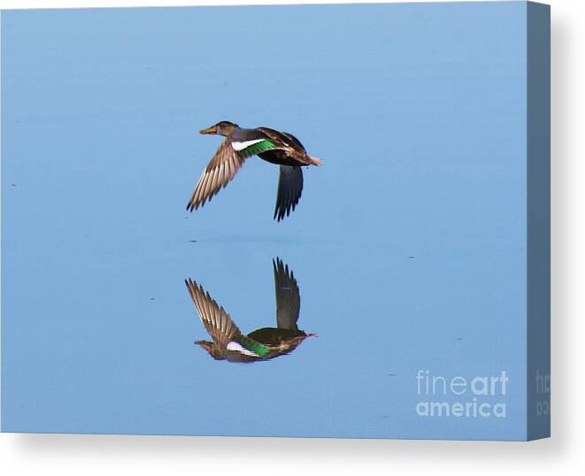 Duck Canvas Print featuring the photograph Immaculate Reflection by John Kolenberg