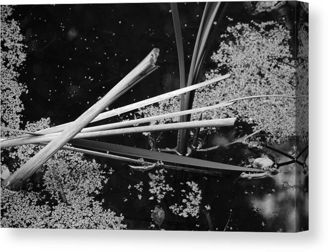 Water Canvas Print featuring the photograph In the Pond Asian influence by Kathleen Grace