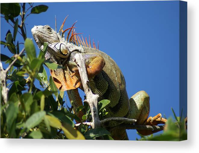 Reptile Canvas Print featuring the photograph It is a what by Jerry Cahill