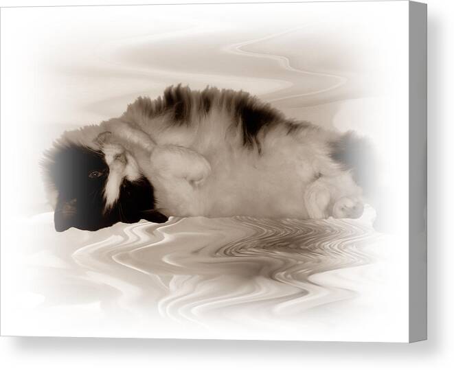 Cat Canvas Print featuring the photograph Jasmine by Sharon Lisa Clarke