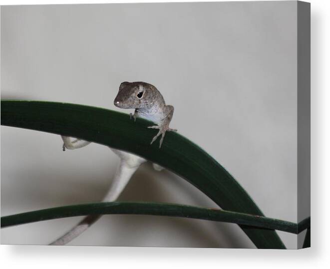 Lizard Canvas Print featuring the photograph Just Hanging Around by Jeanne Andrews