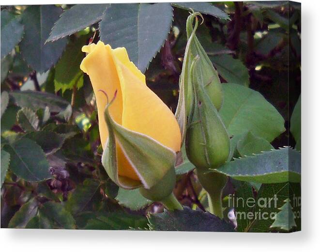 Roses Canvas Print featuring the photograph Little Rose Bud saying prayers by Doris Blessington