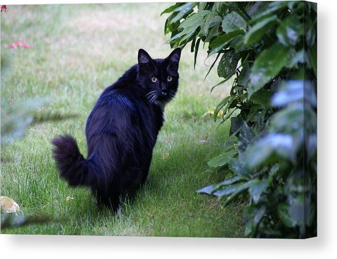 Cat Canvas Print featuring the photograph Looking at Me? by Jerry Cahill