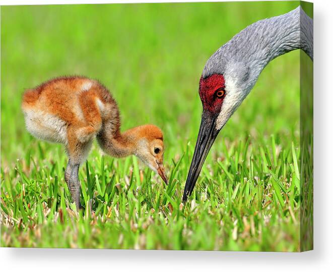  Canvas Print featuring the photograph Looking for bugs by Bill Dodsworth