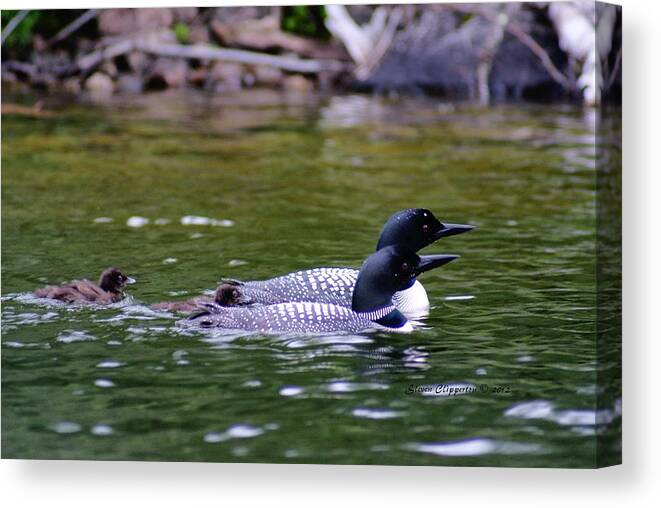 Loons Canvas Print featuring the photograph Loons with Twins 3 by Steven Clipperton