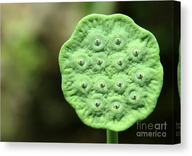Lotus Canvas Print featuring the photograph Lotus Seeds by Sabrina L Ryan