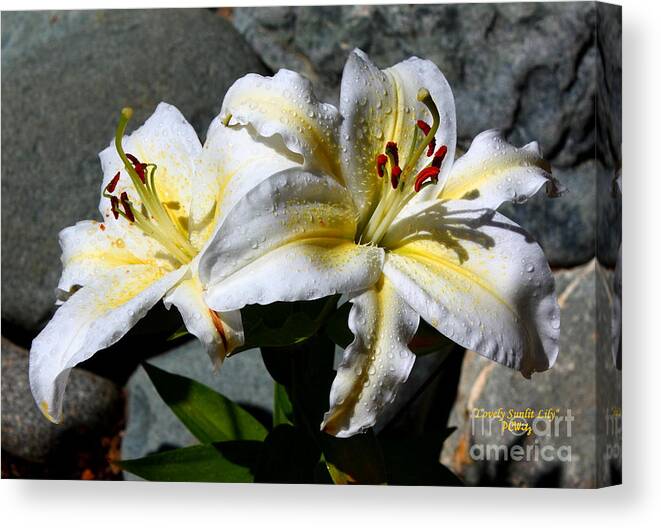 Lovely Sunlit Lily Canvas Print featuring the photograph Lovely Sunlit Lily by Patrick Witz