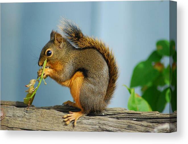 Squirrel Canvas Print featuring the photograph Lunch on a Log by Wanda Jesfield