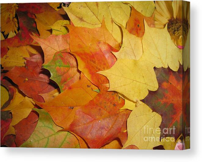 Fall Canvas Print featuring the photograph Maple Rainbow by Ausra Huntington nee Paulauskaite