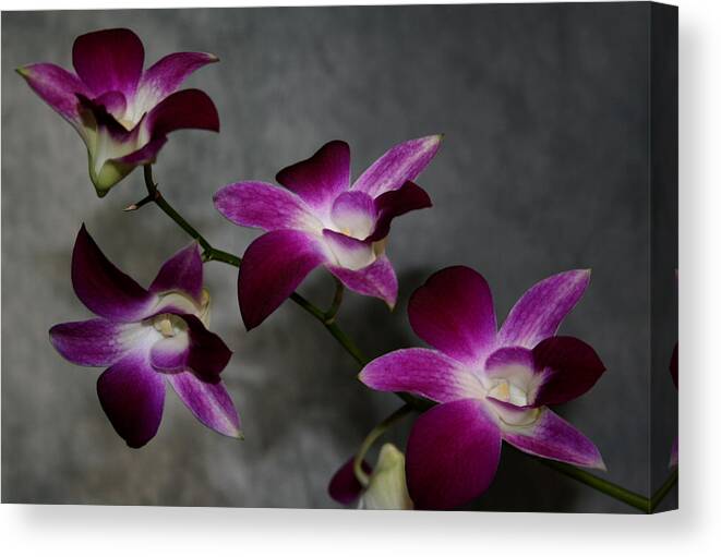 Purple Canvas Print featuring the photograph Miniature Orchids by Karen Harrison Brown