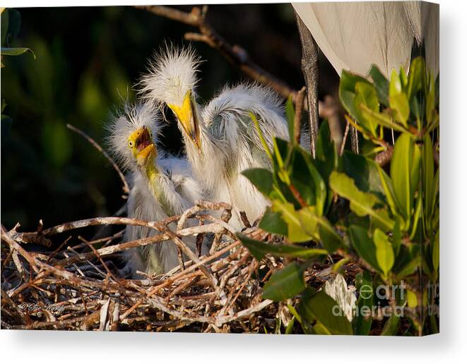 Birds Canvas Print featuring the photograph Mom He Stepped On Me by Sue Karski