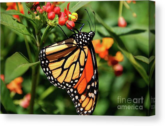 Butterflies Canvas Print featuring the photograph Monarch by Ken Williams