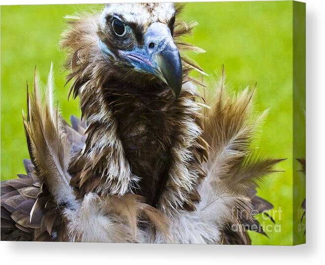 Black Vulture Canvas Print featuring the photograph Monk Vulture 4 by Heiko Koehrer-Wagner