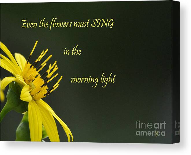 Flower Canvas Print featuring the photograph Morning Song by Nava Thompson