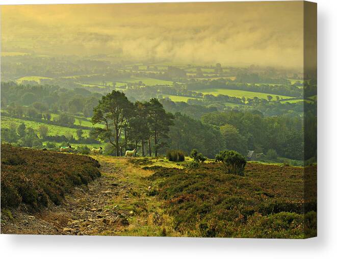 Fog Canvas Print featuring the photograph Morning Stroll by Joe Ormonde