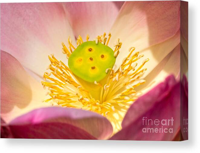 Afterglow Canvas Print featuring the photograph Nature by Luciano Mortula