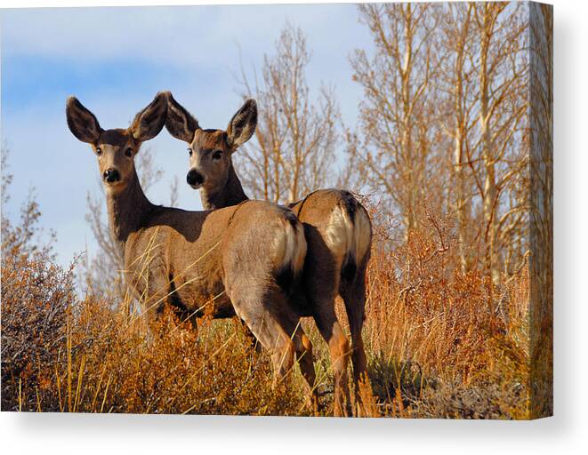 Deer Canvas Print featuring the photograph Nature's Gentle Beauties by Lynn Bauer