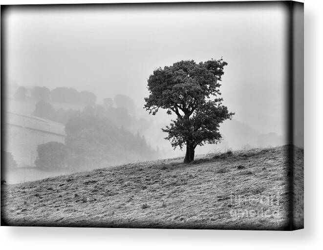 Black And White Canvas Print featuring the photograph Oak tree in the Mist. by Clare Bambers