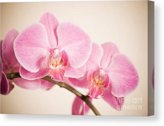 Asia Canvas Print featuring the photograph Orchid Pastel by Hannes Cmarits