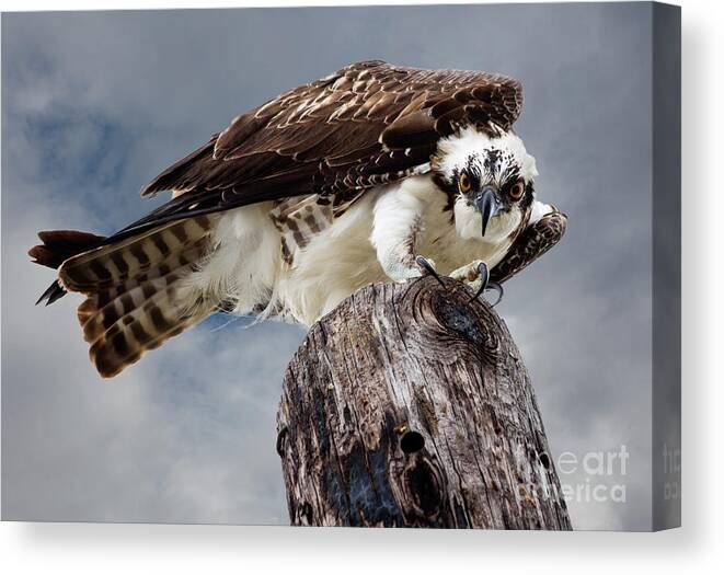 Osprey Canvas Print featuring the photograph Osprey Stare by Dawna Moore Photography
