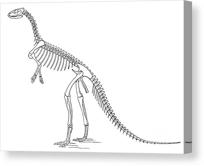 Dinosaur Canvas Print featuring the photograph Othnielosaurus Aka Laosaurus Consors by Science Source