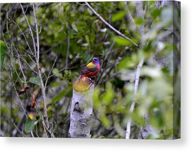 Birds. Buntings. Canvas Print featuring the photograph Painted bunting by Bill Hosford