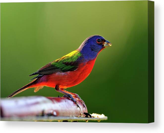 Painted Canvas Print featuring the photograph Painting Color by Bill Dodsworth