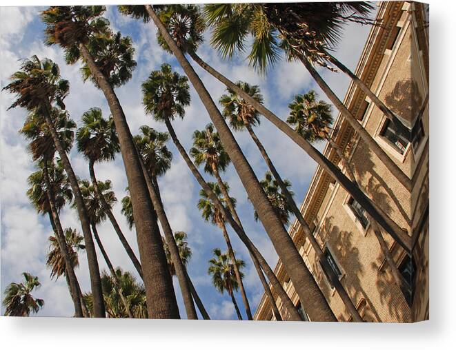 Palm Trees Canvas Print featuring the photograph palm trees Malaga by Perry Van Munster