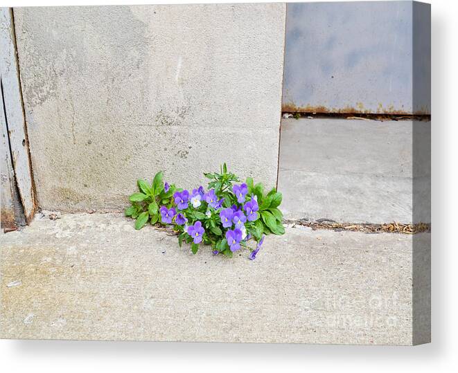 Concrete Canvas Print featuring the photograph Pansies Growing Out Of Concrete by Photo Researchers