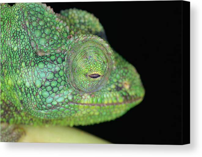 Horizontal Canvas Print featuring the photograph Panther Chameleon by Jupiterimages