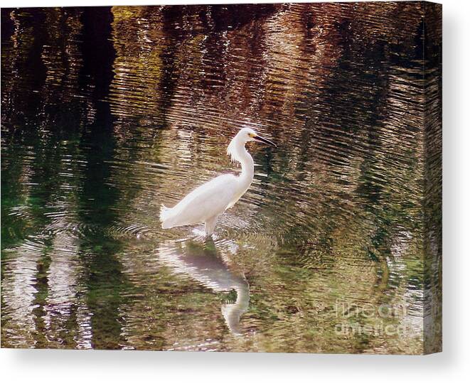Egret Canvas Print featuring the photograph Peaceful Waters by Lydia Holly