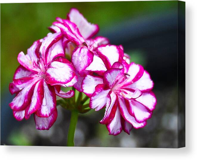 Close-up Canvas Print featuring the photograph Pink and White Geraniums by Ronda Broatch