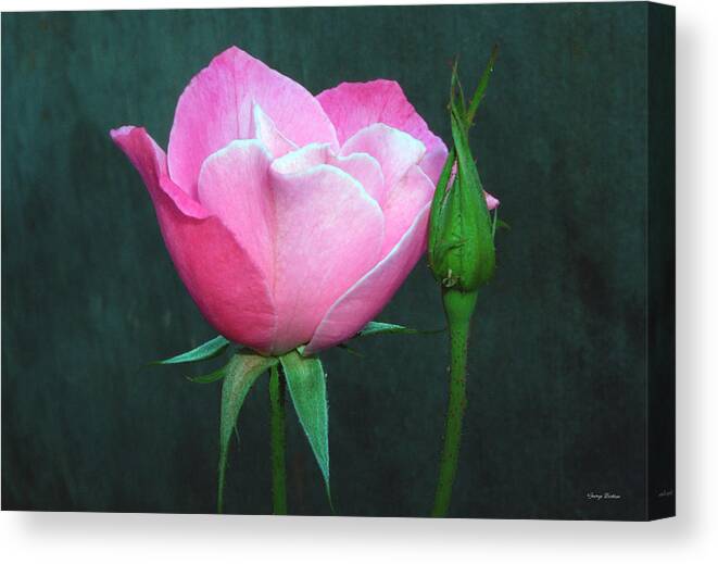 Rose Canvas Print featuring the photograph Pink Rose by George Bostian