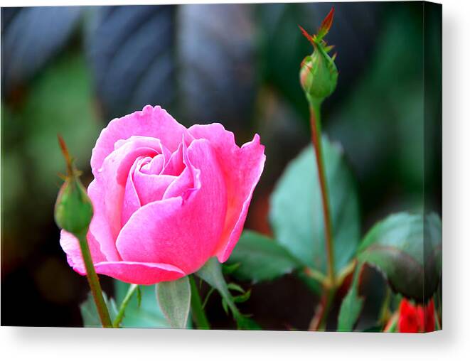 Rose Canvas Print featuring the photograph Pink Rose by Janice Adomeit