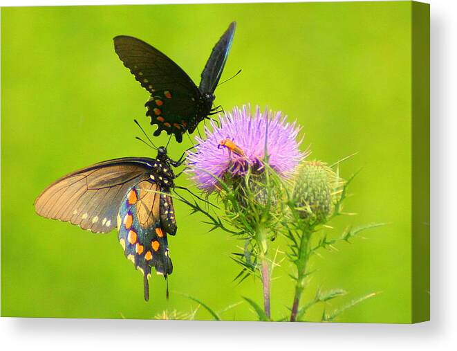 Pipevine Swallowtail Canvas Print featuring the photograph Pipevine Swallowtails in Tandem by Laurel Talabere