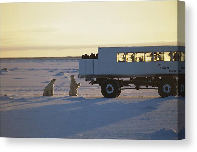00125822 Canvas Print featuring the photograph Polar Bear And Tundra Buggy Churchill by Flip Nicklin
