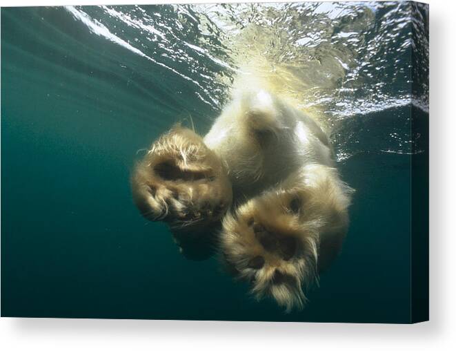 00125876 Canvas Print featuring the photograph Polar Bear Swiming Away Wager Bay Canada by Flip Nicklin