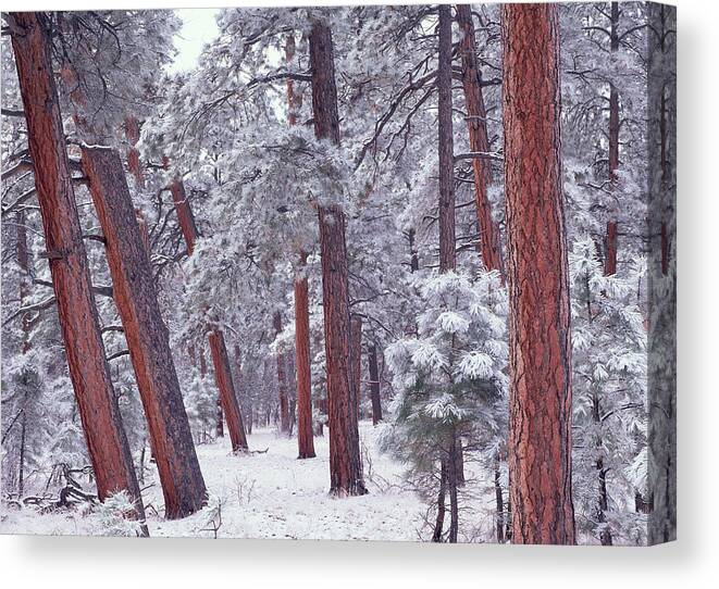 00172992 Canvas Print featuring the photograph Ponderosa Pine Trees With Snow Grand by Tim Fitzharris